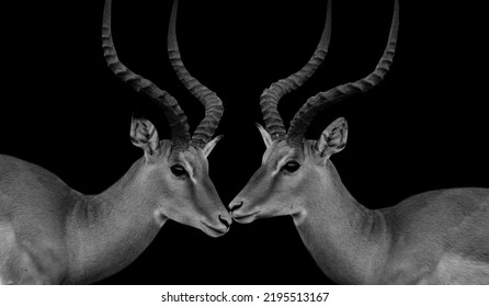 3,072 Black white impala Images, Stock Photos & Vectors | Shutterstock