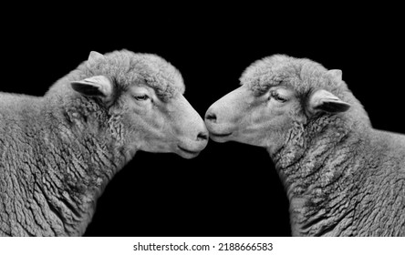 378 Lamb Kissing Images, Stock Photos & Vectors | Shutterstock
