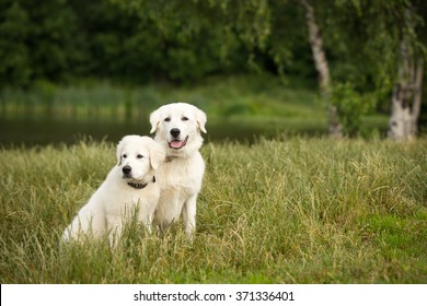 immature Couple Do The Doggie