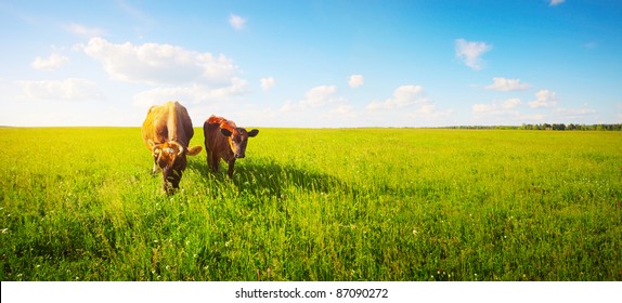 Two cows baby and mother grazing on a meadow.