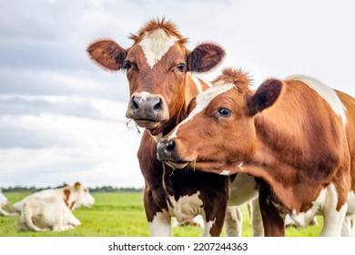 Two Cows, Couple Heads Together Looking, Red And White, In Front View Under A Cloudy Sky