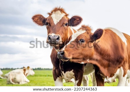 Two cows, couple heads together looking, red and white, in front view under a cloudy sky