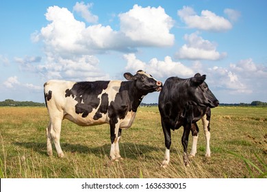 Two cows. Cow comforts another cow by licking her in a pasture under a blue sky and a straight horizon. - Shutterstock ID 1636330015
