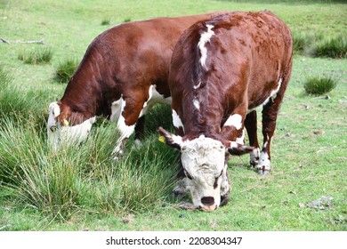 Two Cows Eating The Grass 