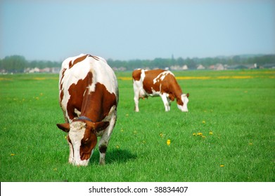 Two cows eating grasses