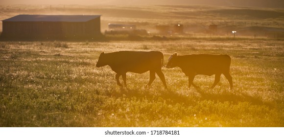 Two Cows In Field Early Morning Cattle Herd On Ranch Or Small Cattle Farm