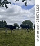 two cows in a field in Galway, Ireland 