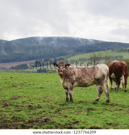 Two cows in a field on a rainy day near Auchindoun Castle, Scotland