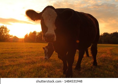 Two Cows in a Field at Sunset 
