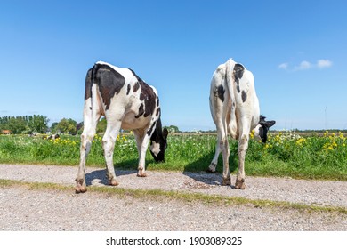 Two cows graze on a path in the meadow, heifer seen from behind, stroll towards the horizon, with a blue sky, black and white