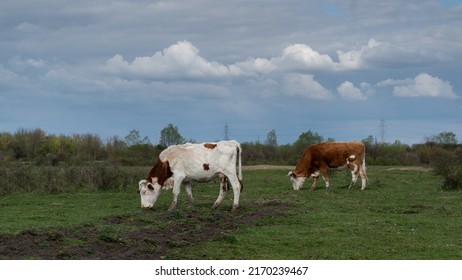 Two Cows Graze In Pasture On Cloudy Day Side View, Domestic Animals In Free Range Farming