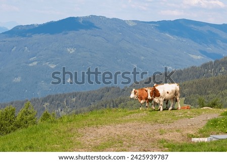 Two cows grazing on alpine pasture on Gerlitzen Alpe, Carinthia, Austria, Europe. Remote cattle farm in wilderness of Austrian Alps. Peaceful and serene atmosphere. Fresh alpine air. Escapism