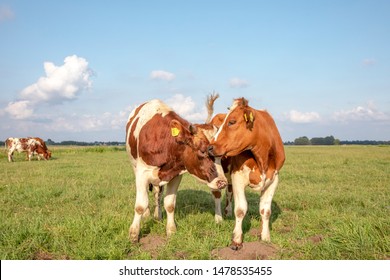 Two Cows With Horns. The One Licks Playfully, Hugging And Cuddling The Other Cow, In A Green Meadow.