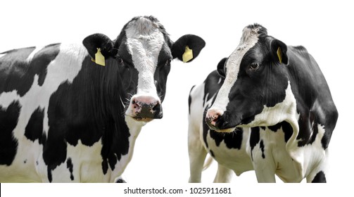 two cows isolated on a white background