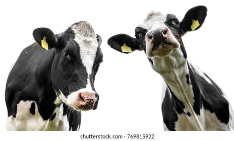 two cows isolated on white