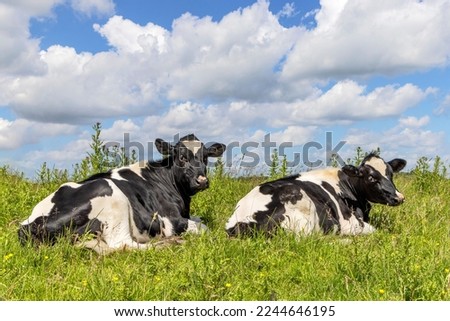 Two cows lazy lying down in the grass, cozy relaxed next to each other, black and white and copy space