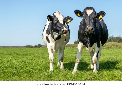 Two cows, loll out her tongue, standing in a pasture under a blue sky. Cheeky sassy heifer, looking happy together,