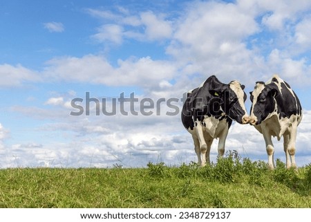 Two cows love play cuddling in a field under a blue sky, kissing heads, lovingly and playful, copy space in landscape