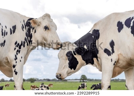 Two cows love playful rubbing heads, cuddling together in a pasture under a blue sky