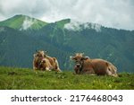two cows in the mountains under clouds