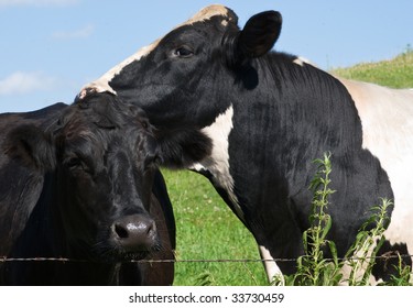 Two cows next to a barbed wire fence