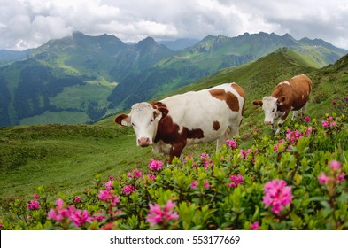 Two Cows On An Alpine Meadow