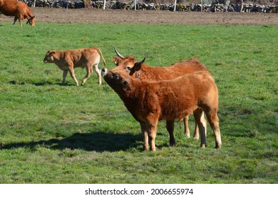 two cows in a pasture