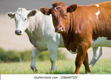 330,817 Livestock cattle Images, Stock Photos & Vectors | Shutterstock