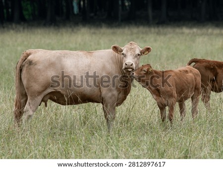 Two Cows Showing Affection in a Sunny Pasture