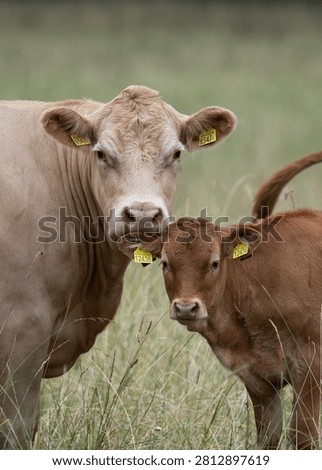 Two Cows Showing Affection in a Sunny Pasture