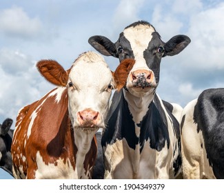 Two cows side by side, tender portrait of two cows, lovingly together, with dreamy eyes, red and black and white with cloudy blue sky background