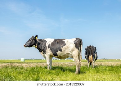 Two cows, side view and rear view, frisian holstein black and white standing in a pasture under a blue sky and horizon over land