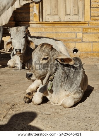 two cows sitting in a street 
