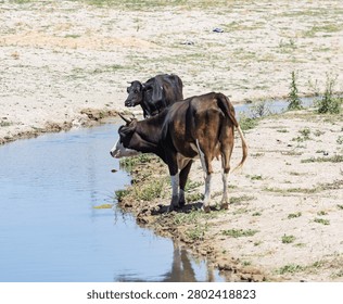 Two cows stand by a shallow stream. One drinks while the other watches nearby. Dirt and sparse grass surround the water. Sunlight reflects gently off the surface. Natural setting shows calm
