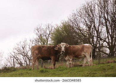 Two cows standing next to each other in a grassy field