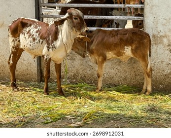 Two cows standing next to each other in a pen. One is brown and white and the other is brown