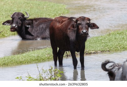 Two cows are standing in a river. One cow is standing in the water while the other cow is standing on the grass