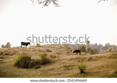 Similar – tomb old trees cows