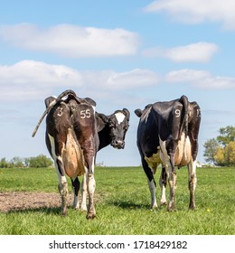 Two cows walking away in the green field, seen from behind, stroll towards the horizon. Cheeky cow looking backwards with turned head, showing its udders under a blue sky.