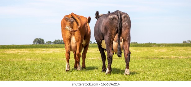 Two cows walking away, wide view, seen from behind, stroll towards the horizon in a field, with a soft blue sky with some white clouds.