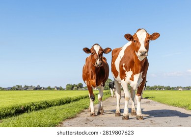 Two cows, walking on a path, dirt road, couple looking curious red and white, in a green field under a blue sky and horizon over land