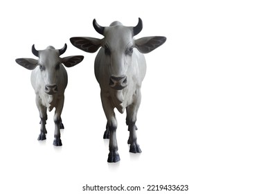 Two Cows, White And Black Color Big And Small Cows Are Standing And Looking Forward On White Background, Animal, Object, Decor, Copy Space