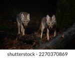 Two Coyote (Canis latrans) hunting at night.