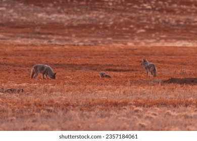 two coyotes with a badger