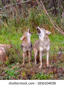 Two Coyotes Howling Together in the Woods