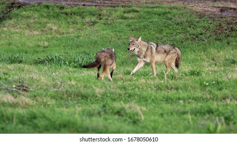 Two Coyotes In A Pasture In South Central Oklahoma