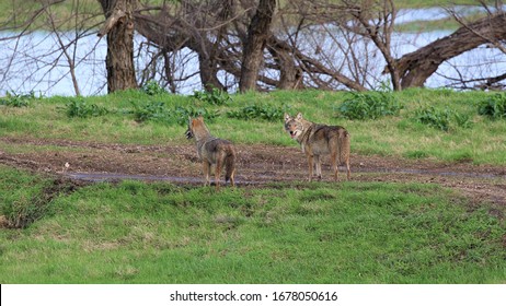 Two Coyotes In A Pasture In South Central Oklahoma