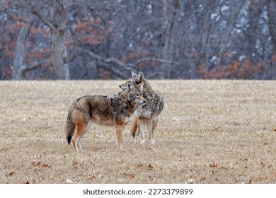 Two coyotes stand in opposite directions next to each other in a prairie. Their coats nearly blending into the autumn colors of the forest in the background.