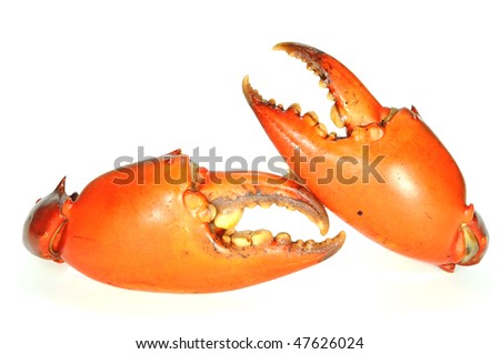 Two Crab Pincers Isolation