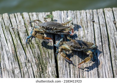 Two Crabs On A Dock On The Coast Of Delaware USA